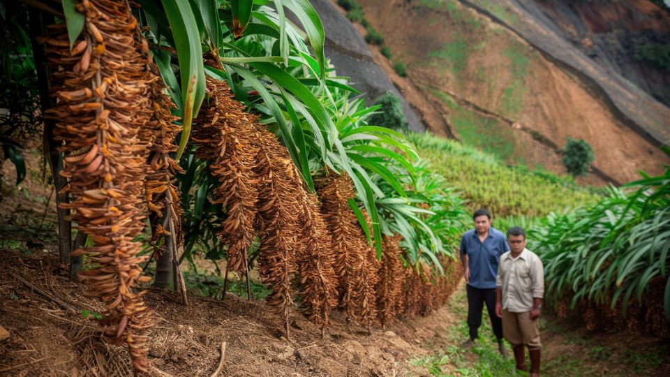 Blog Illustration: From Farm to Global Market: How Indonesian Spices Are Grown and Processed - ISS Blog